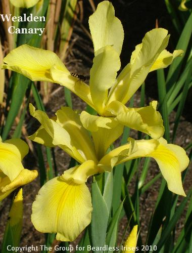 Wealden Canary (2)